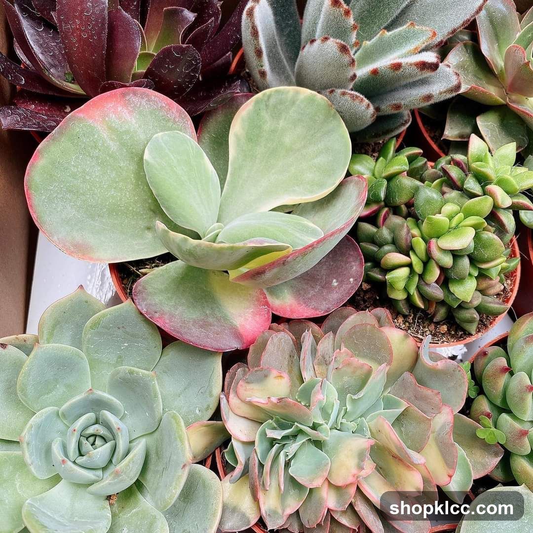 Assortment of Succulents