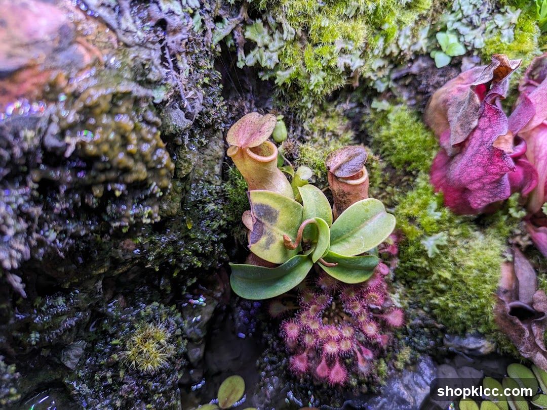 Carnivorous Plants