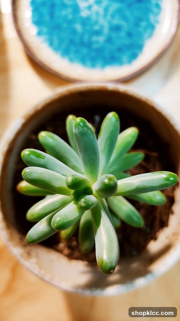 Succulent Plant in Pot