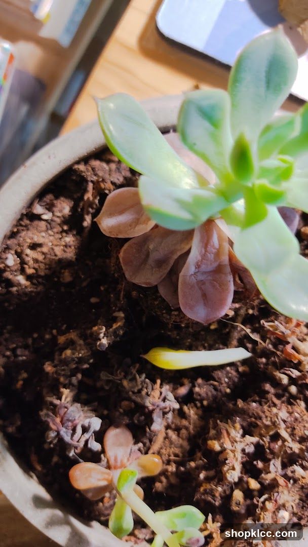Succulent Plant