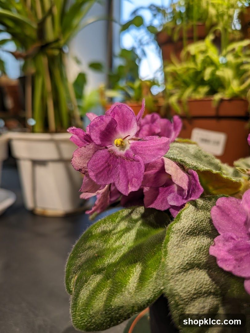 African Violet Plant