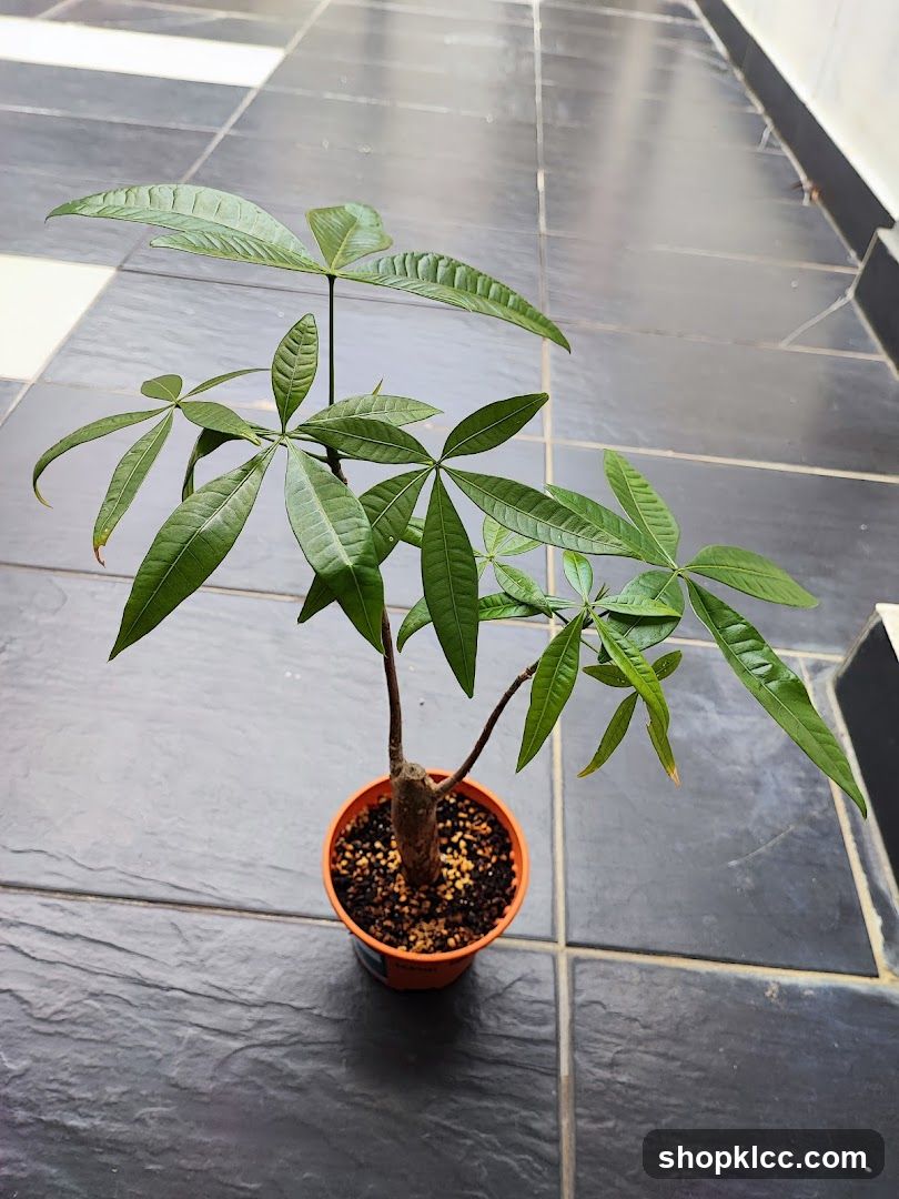 Potted Money Tree
