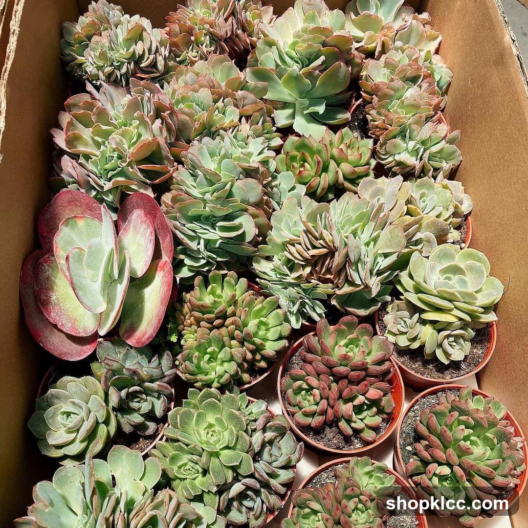 Box of Succulents