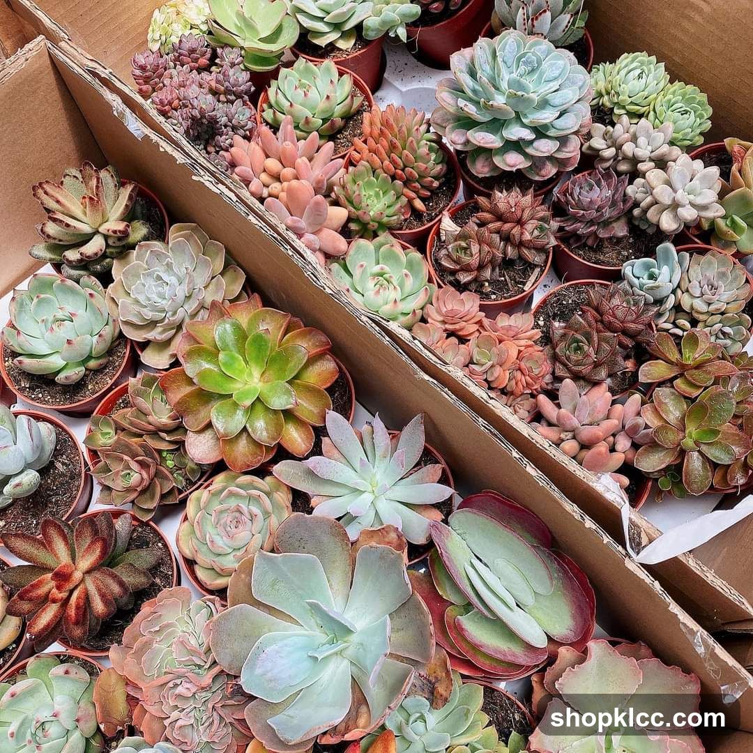 Assortment of Succulents