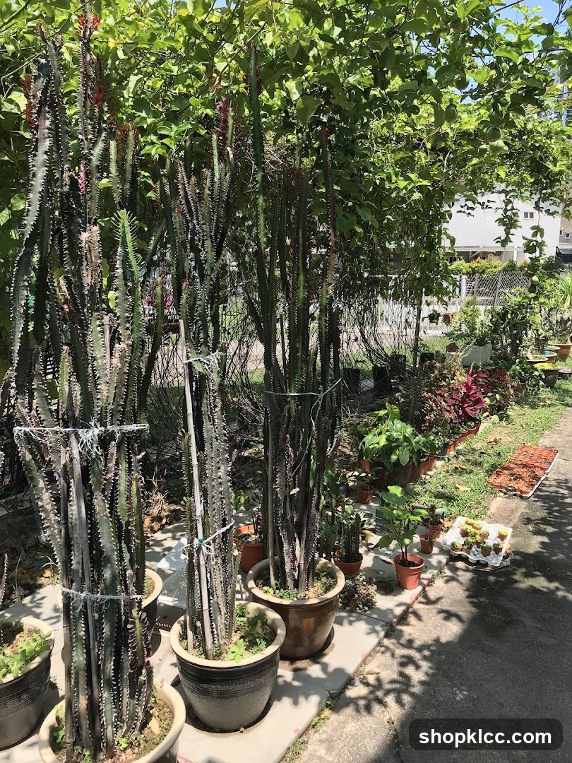 Outdoor Plant Nursery
