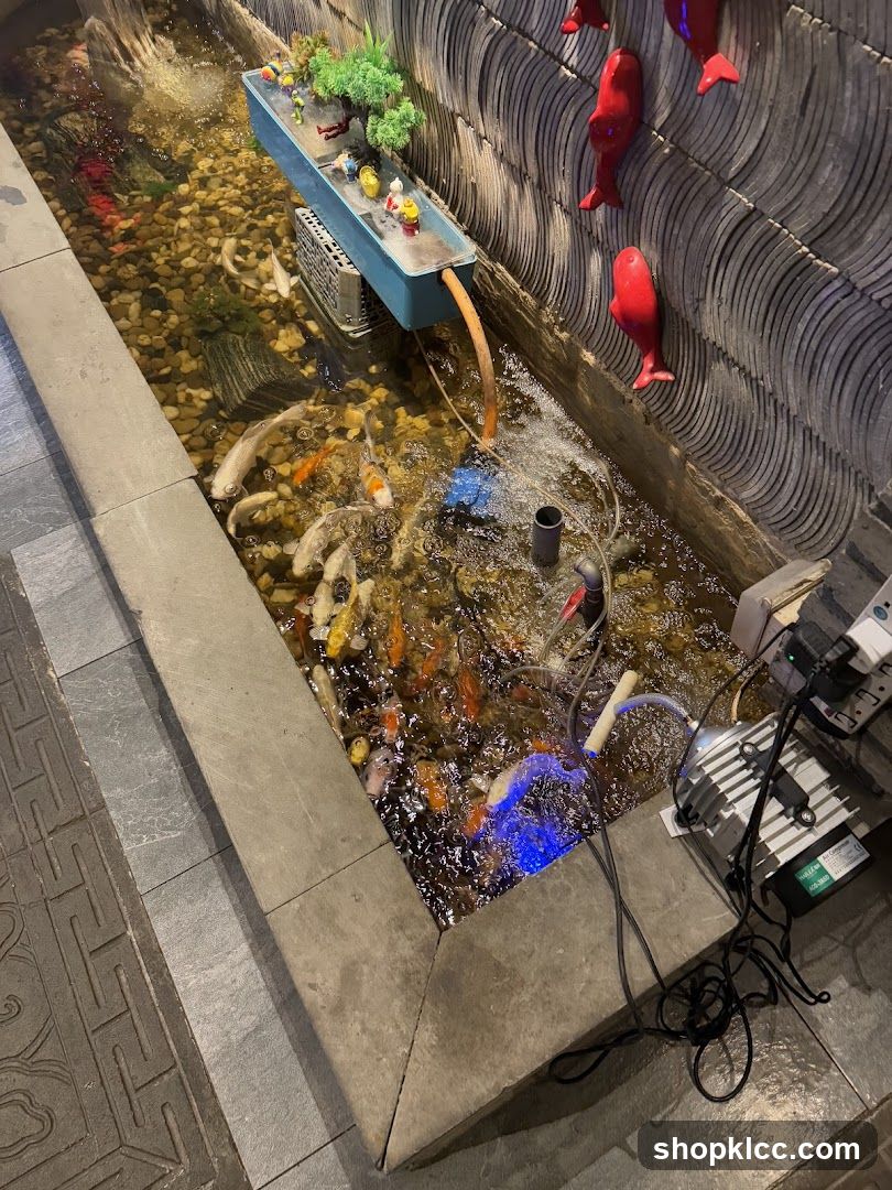 Koi Pond Display