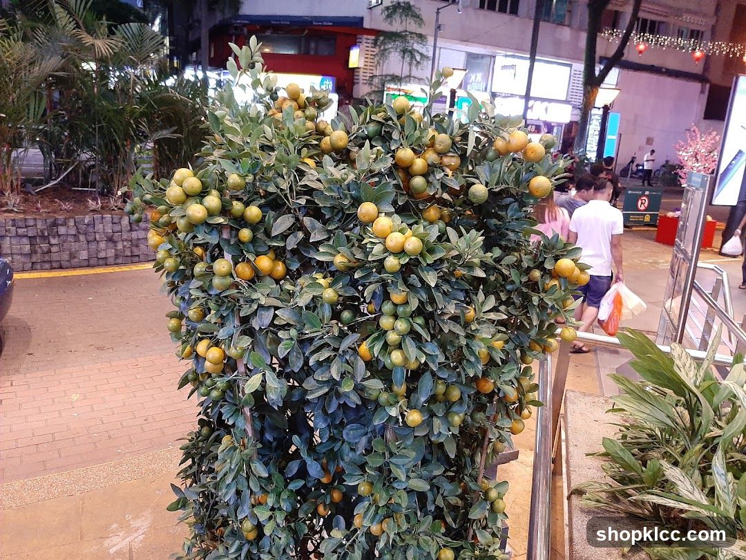 Citrus Tree Display