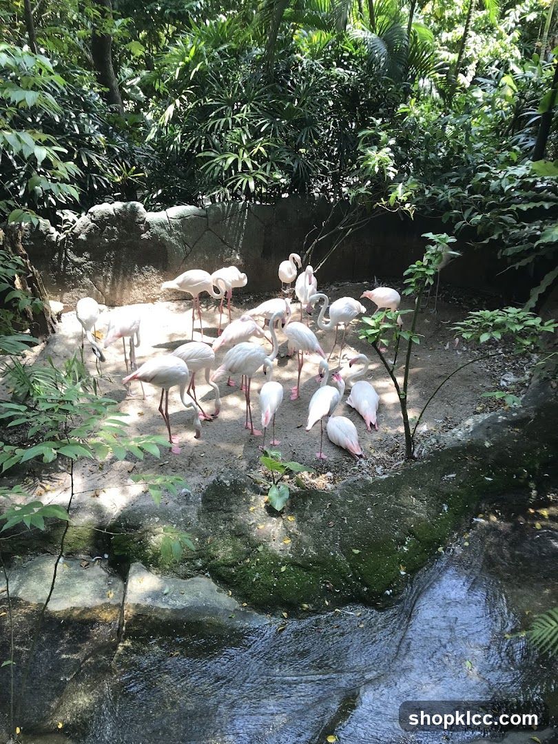 Flamingos in a Zoo Enclosure
