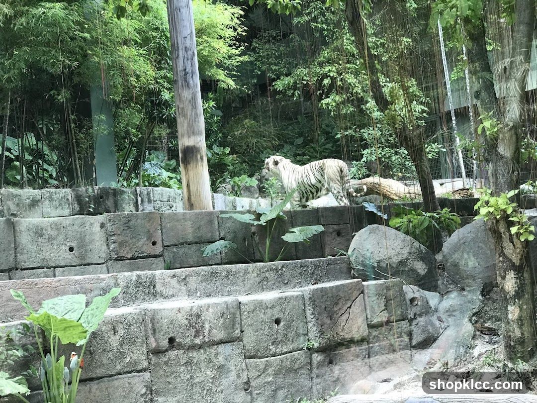 White Tiger in Enclosure