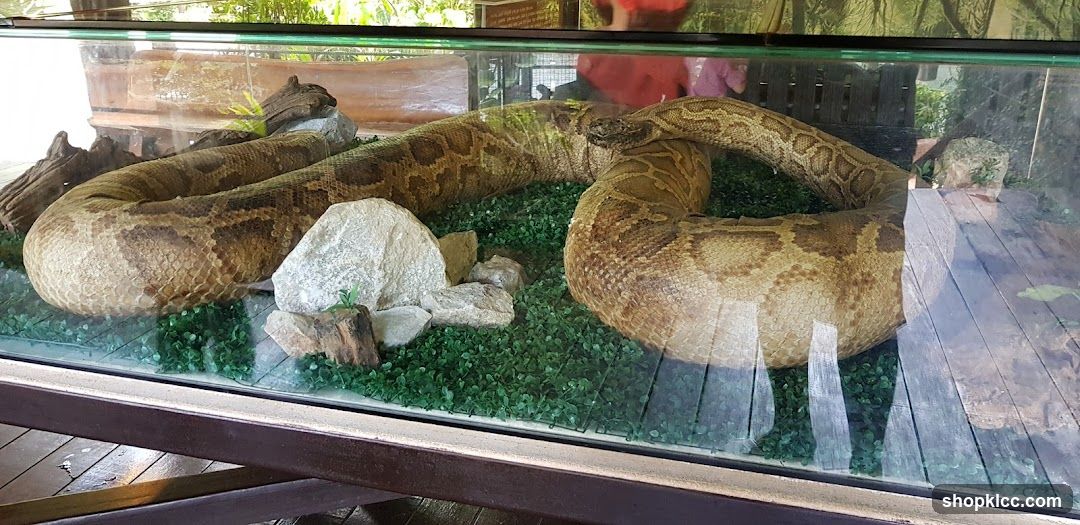 Snake in enclosure