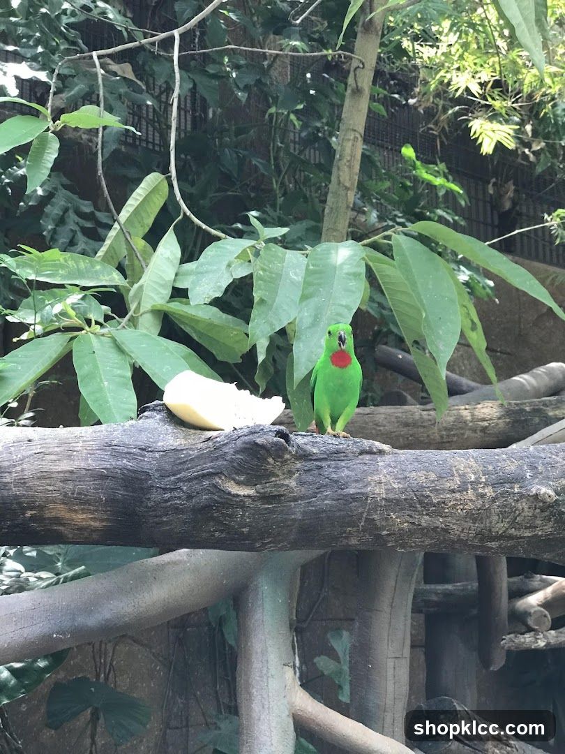 Green parrot with red throat
