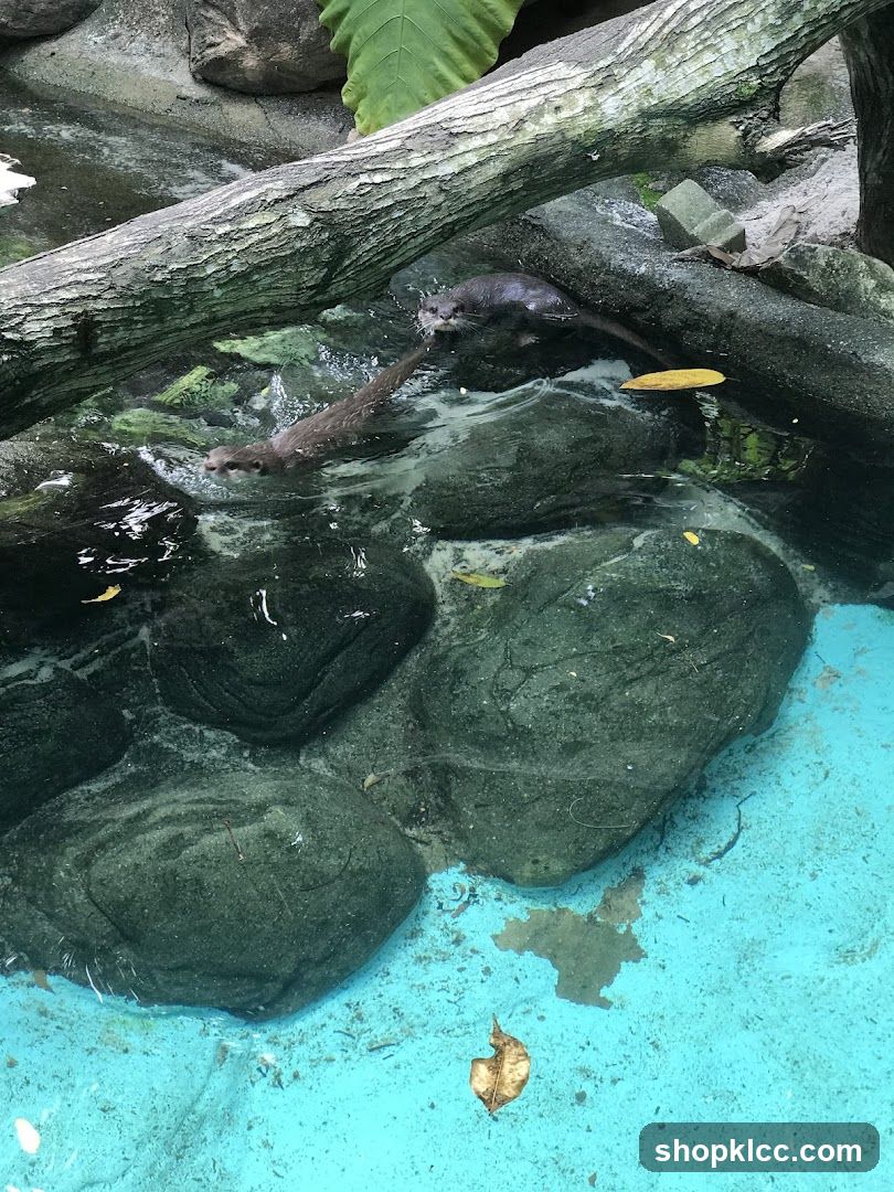 Otters in Water