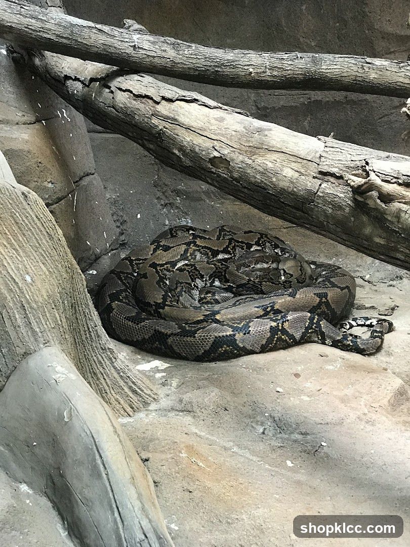 Python coiled on rocks