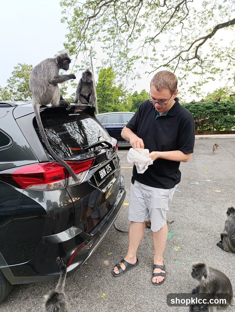 Man Feeding Monkeys in Parking Lot