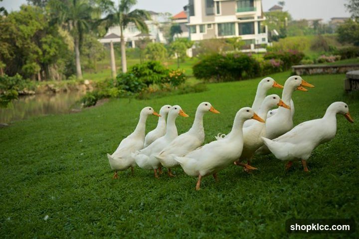 Ducks on a Lawn