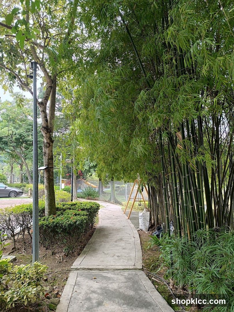 Pathway through a bamboo grove