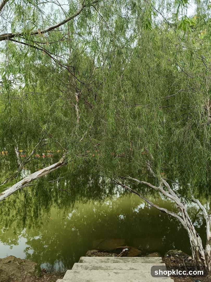 Weeping Willow Trees Overlooking a Pond