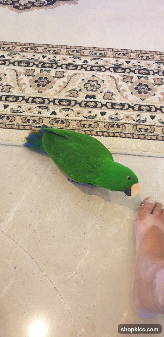 Green Eclectus Parrot Near a Foot