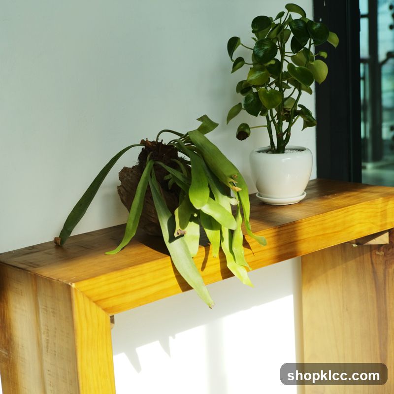 Plants on a wooden shelf