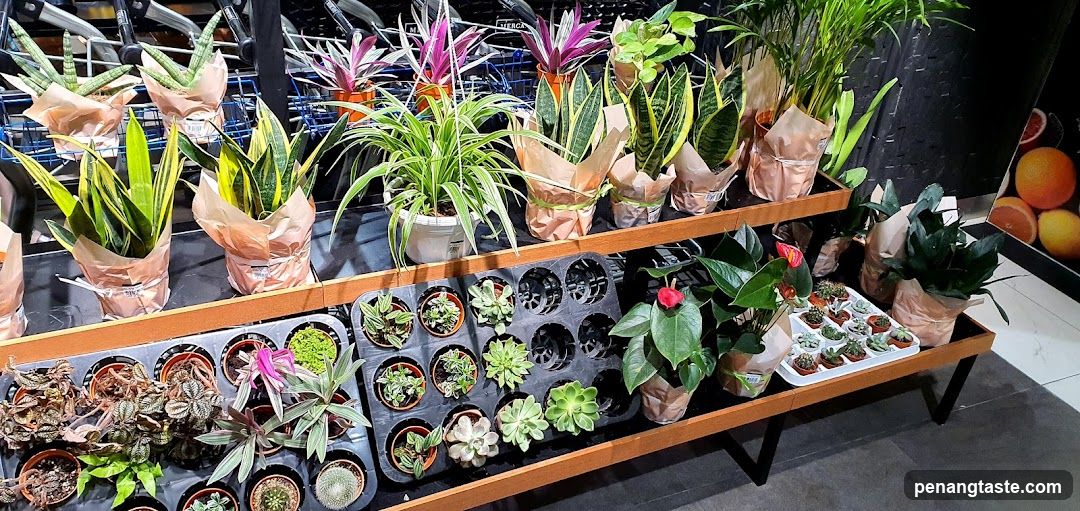Assortment of Potted Plants