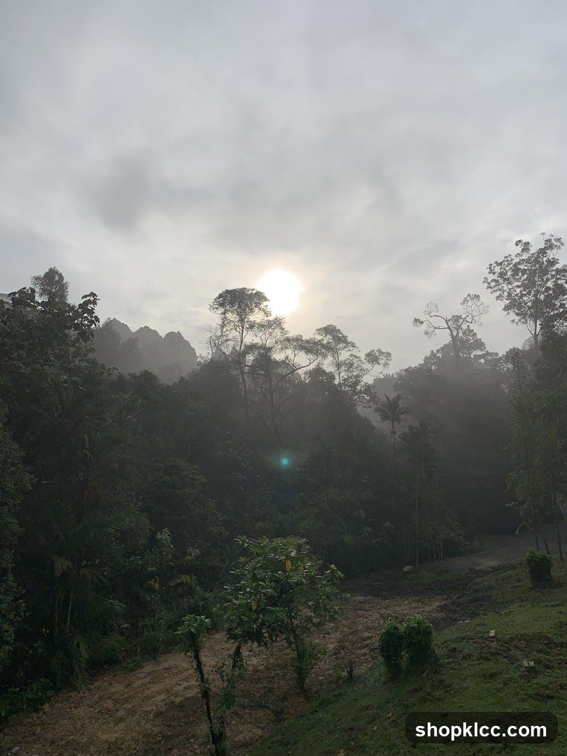 A hazy sunrise filters through the clouds over a lush, misty forest. Tall trees and dense foliage dominate the landscape, with a dirt path winding through the foreground. The overall atmosphere is serene and tranquil.