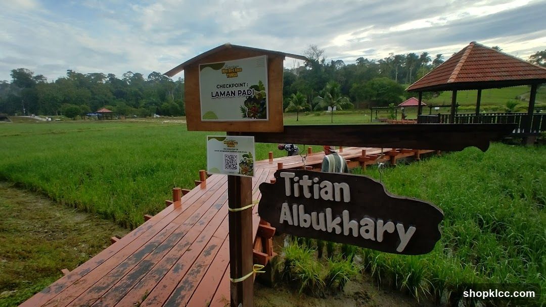 Wooden walkway through a rice field