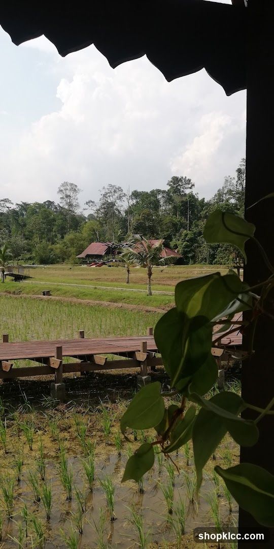 Rice Paddies and Buildings
