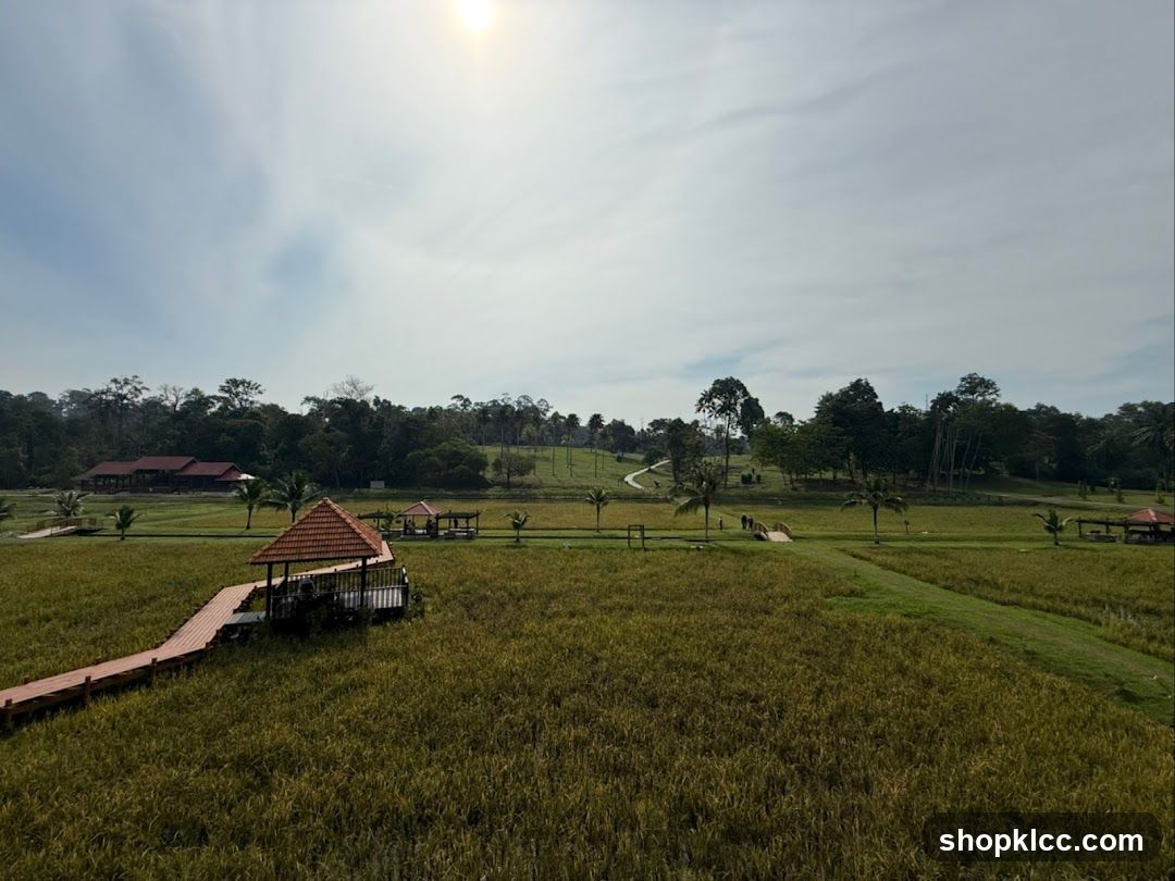 Rice Field Landscape with Boardwalk and Gazebos