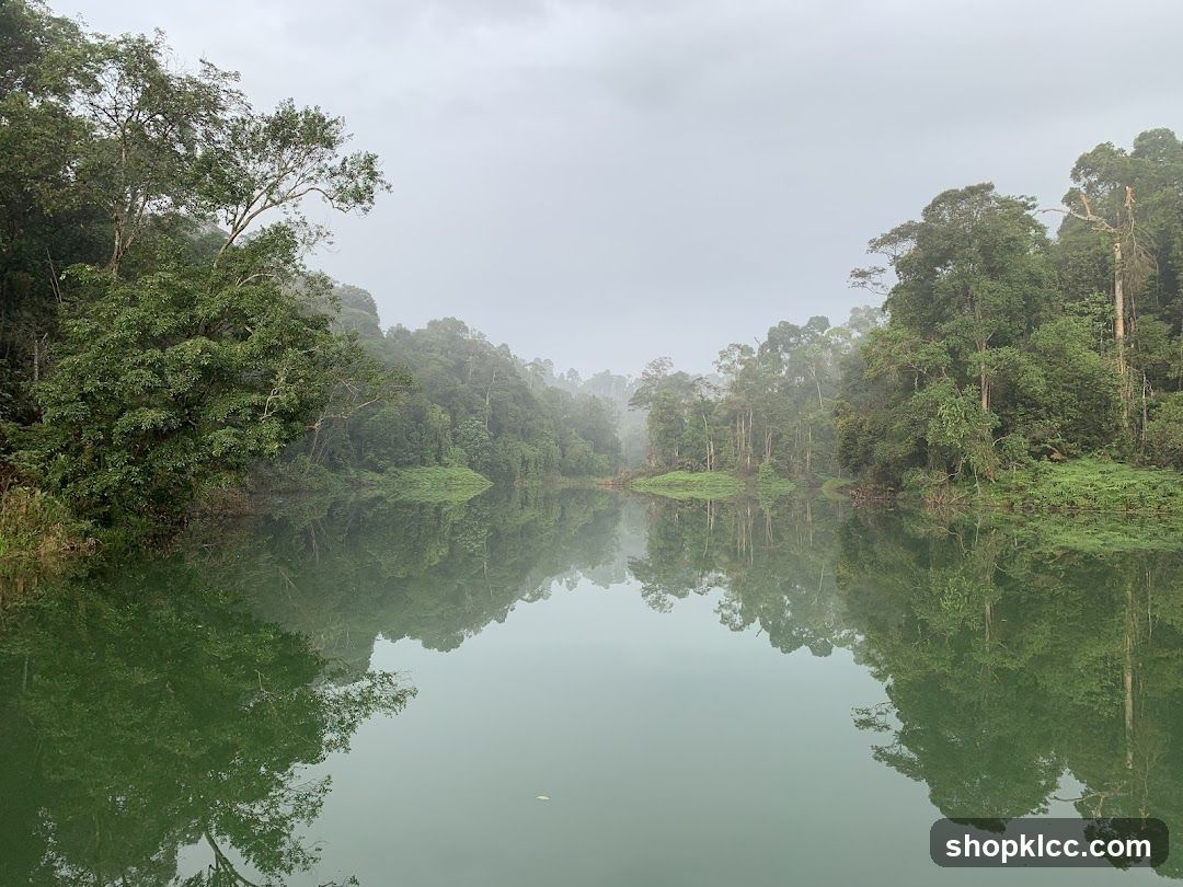 Misty Lake Surrounded by Lush Green Forest