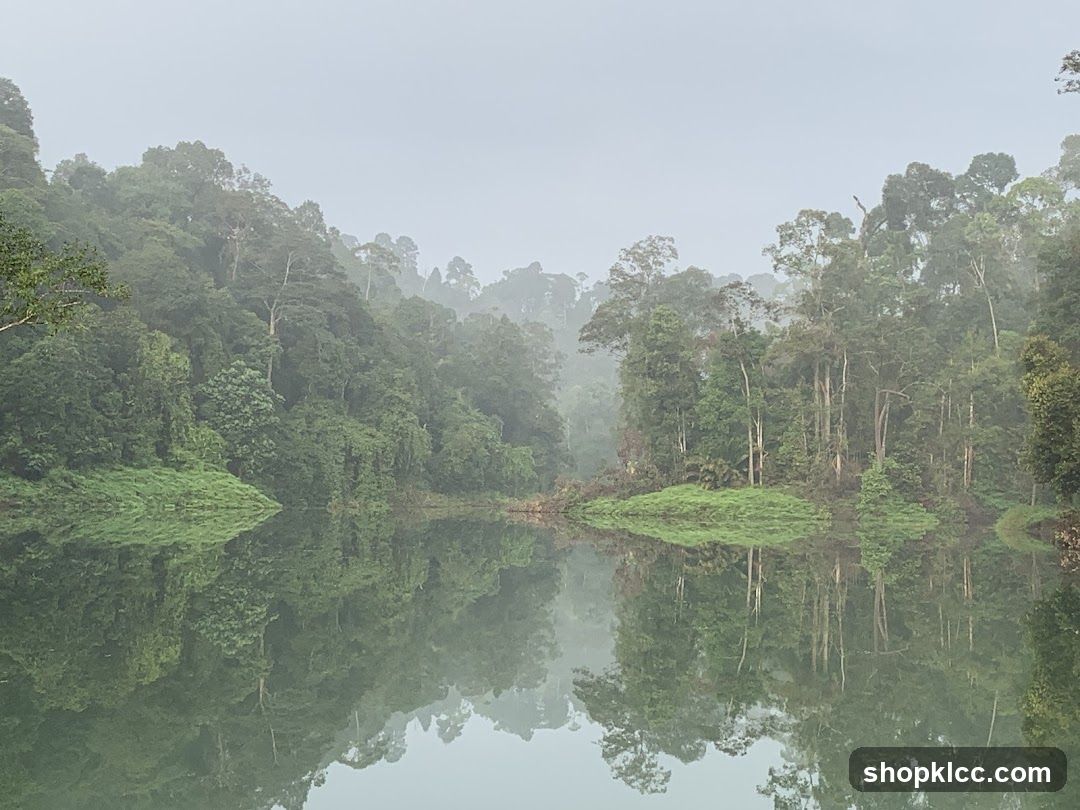 Misty Rainforest Lake