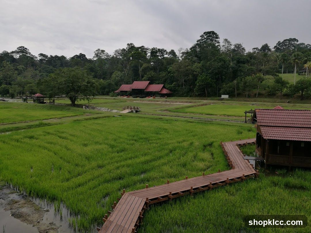 Rice Paddies and Traditional Buildings