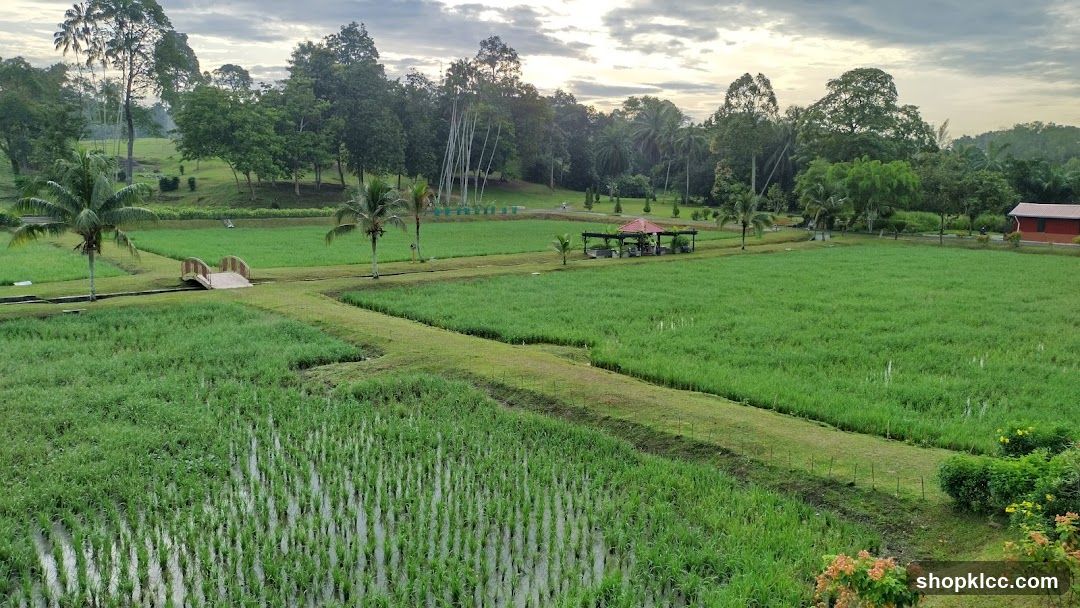 Lush Green Rice Paddies and Tropical Landscape