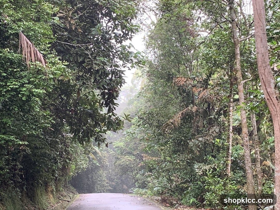 Road through a lush forest