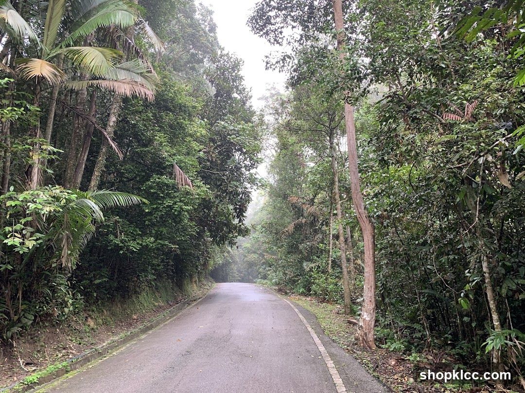 Road through a lush forest