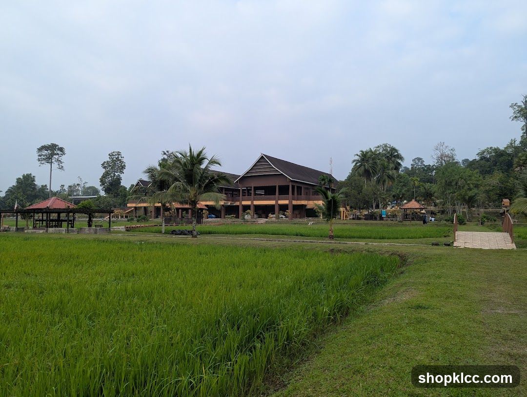 Rural Landscape with Buildings and Rice Paddies