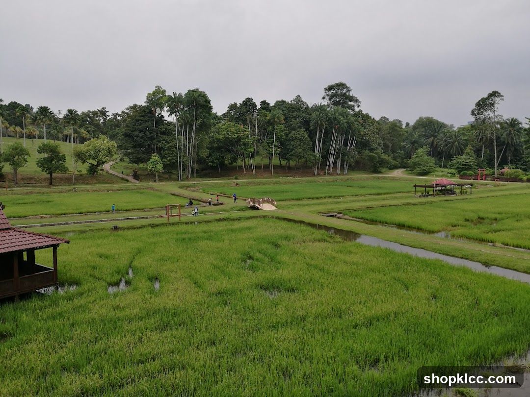 Rice Paddies and Park Landscape