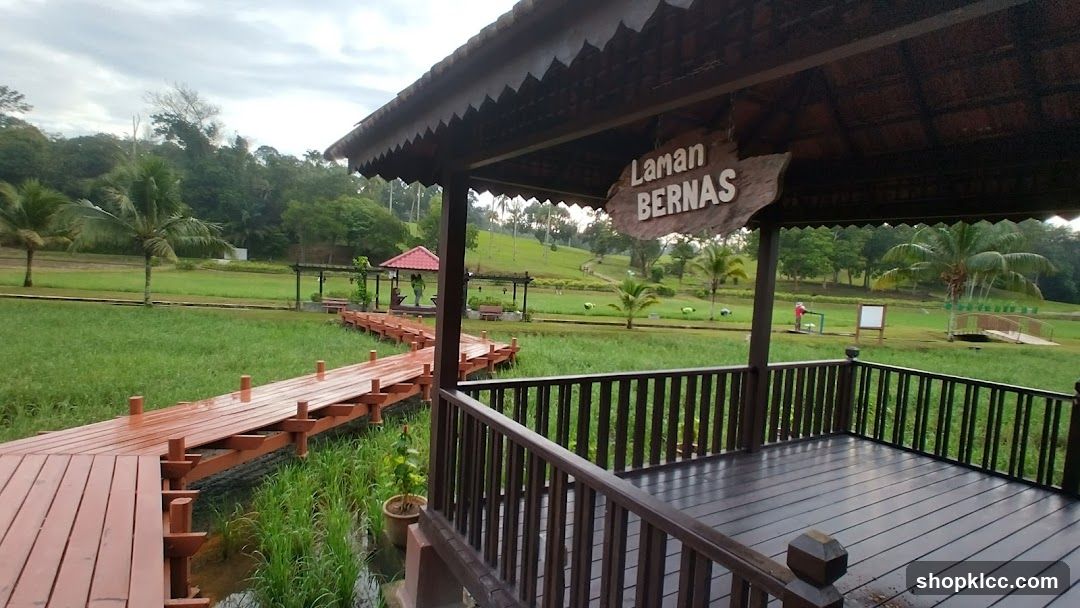 Wooden Boardwalk Through Rice Paddies