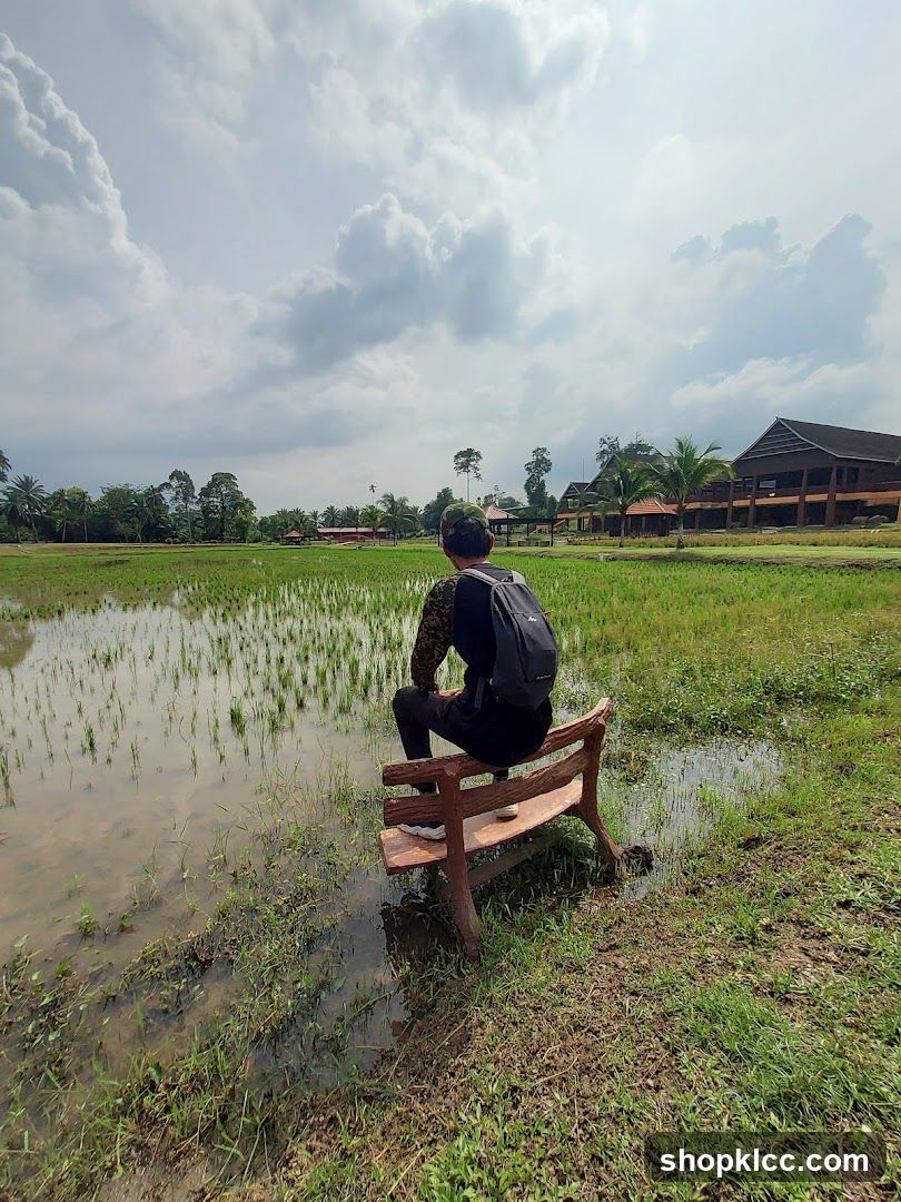 Person sitting on a bench overlooking a rice paddy