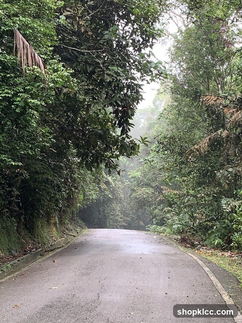 Road through a lush forest