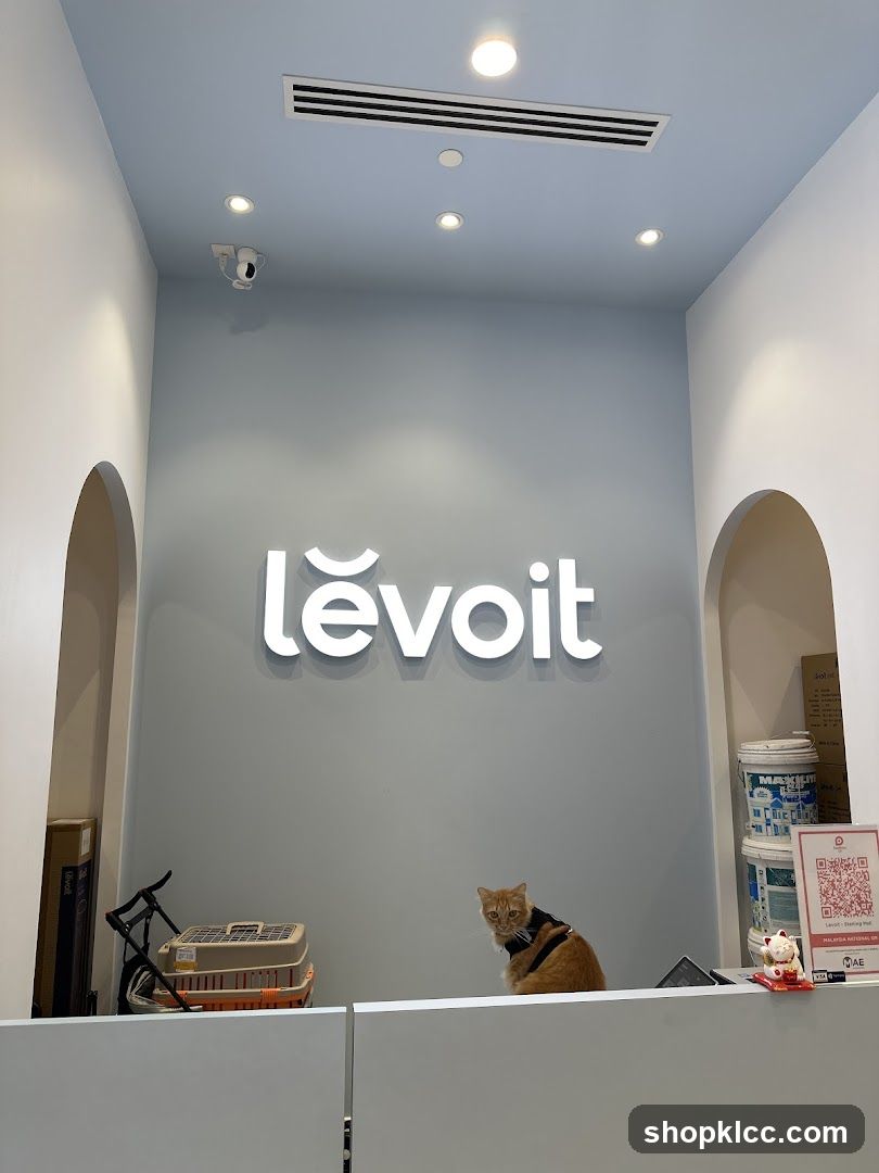 Cat at Levoit Store