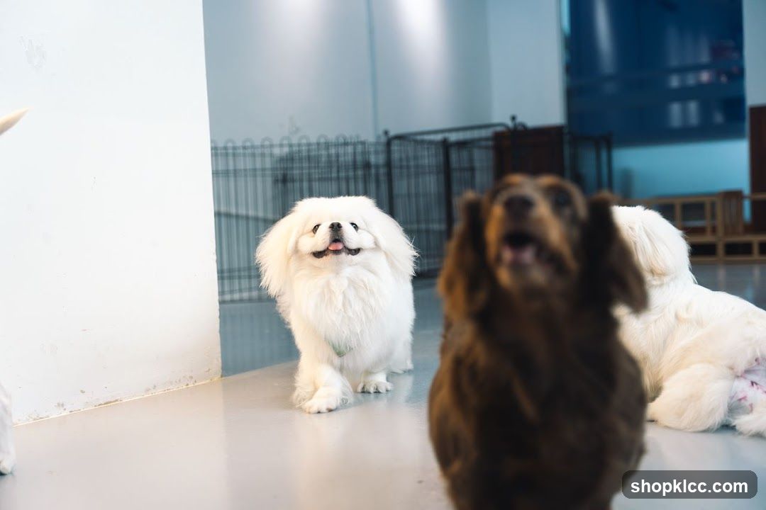 Dogs in a room