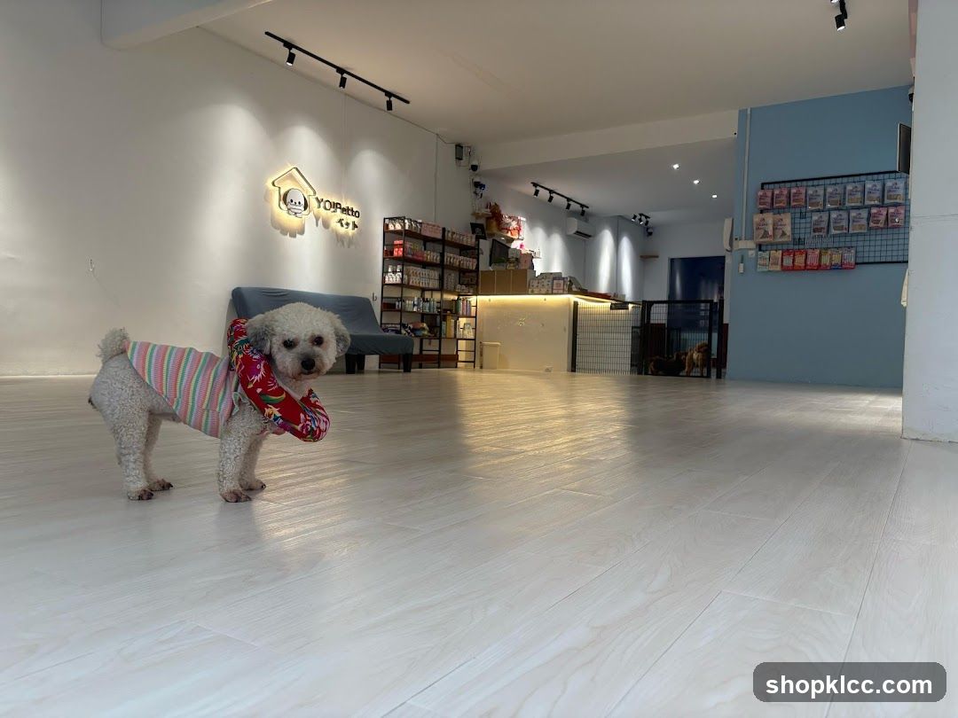 Dog Shop Interior with Poodle
