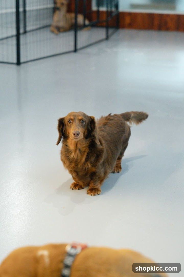 Dachshund in a Doggy Daycare