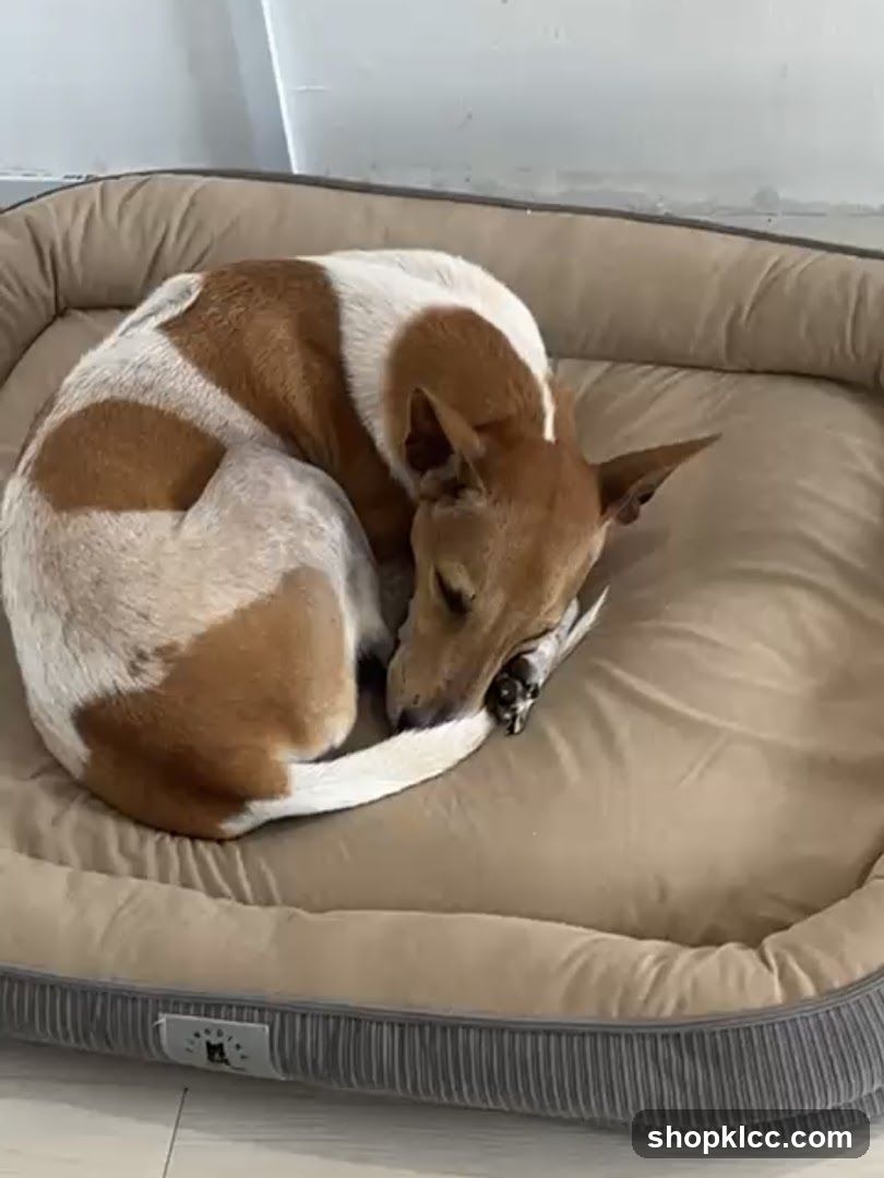 Dog Sleeping in Bed