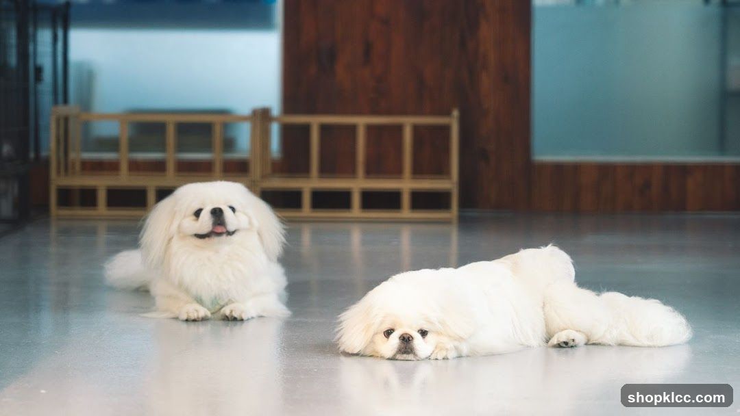 Two White Pugs in a Modern Interior