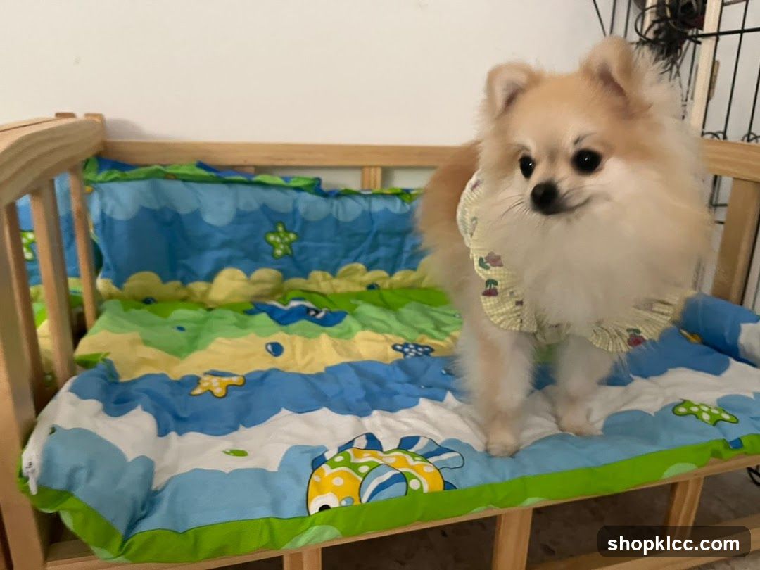 Fluffy Dog on Bed