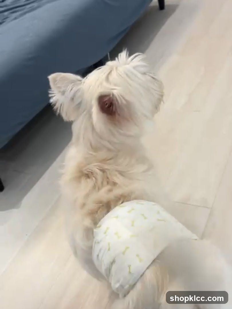 White Dog in Diaper
