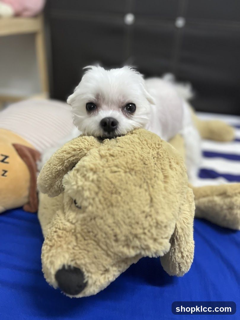 Small Dog with Toy