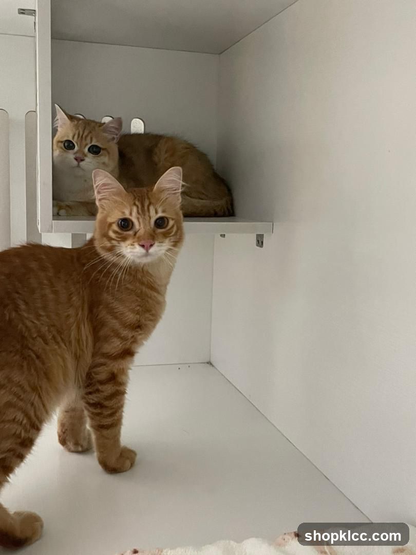 Two Orange Cats in White Enclosure