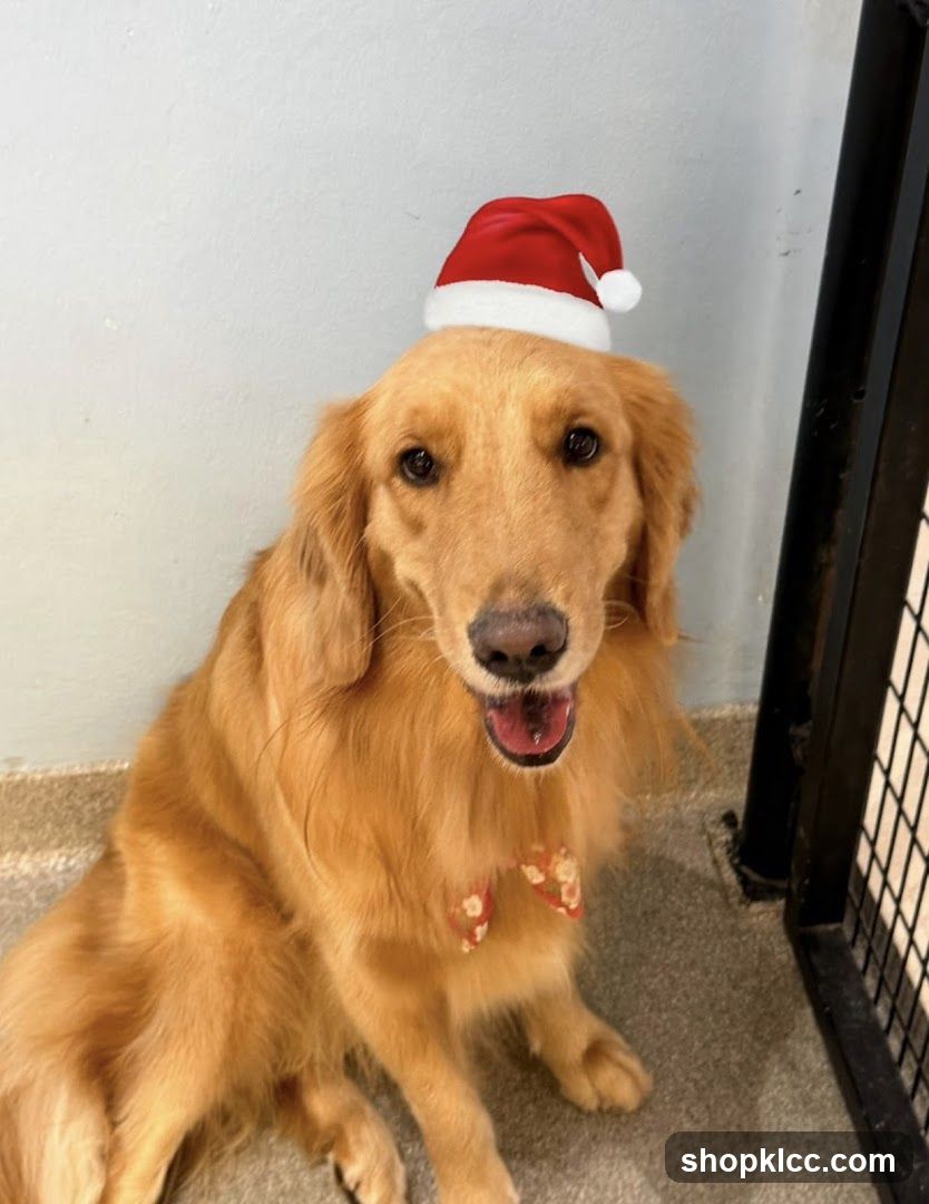 Golden Retriever in Santa Hat